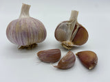 SEED SIZE - 1/2 lb Northern Jewel (Michigan Heirloom)