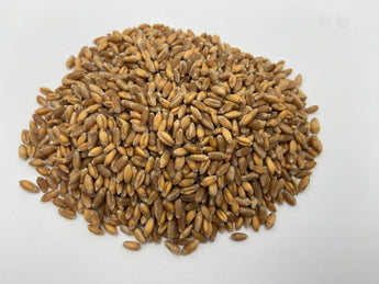 Turkey Red Wheat - Whole Berries